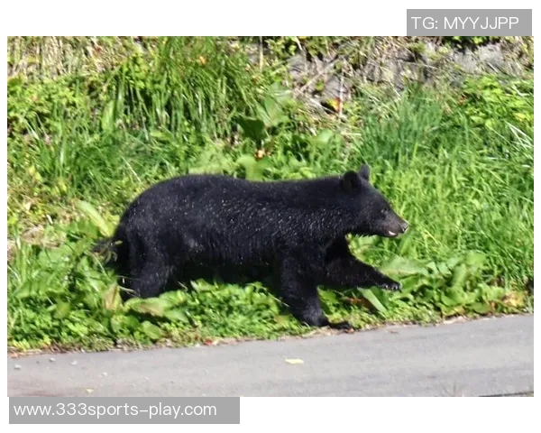 熊类踪迹现身草坪日本J3福岛联决定暂停球迷参观活动